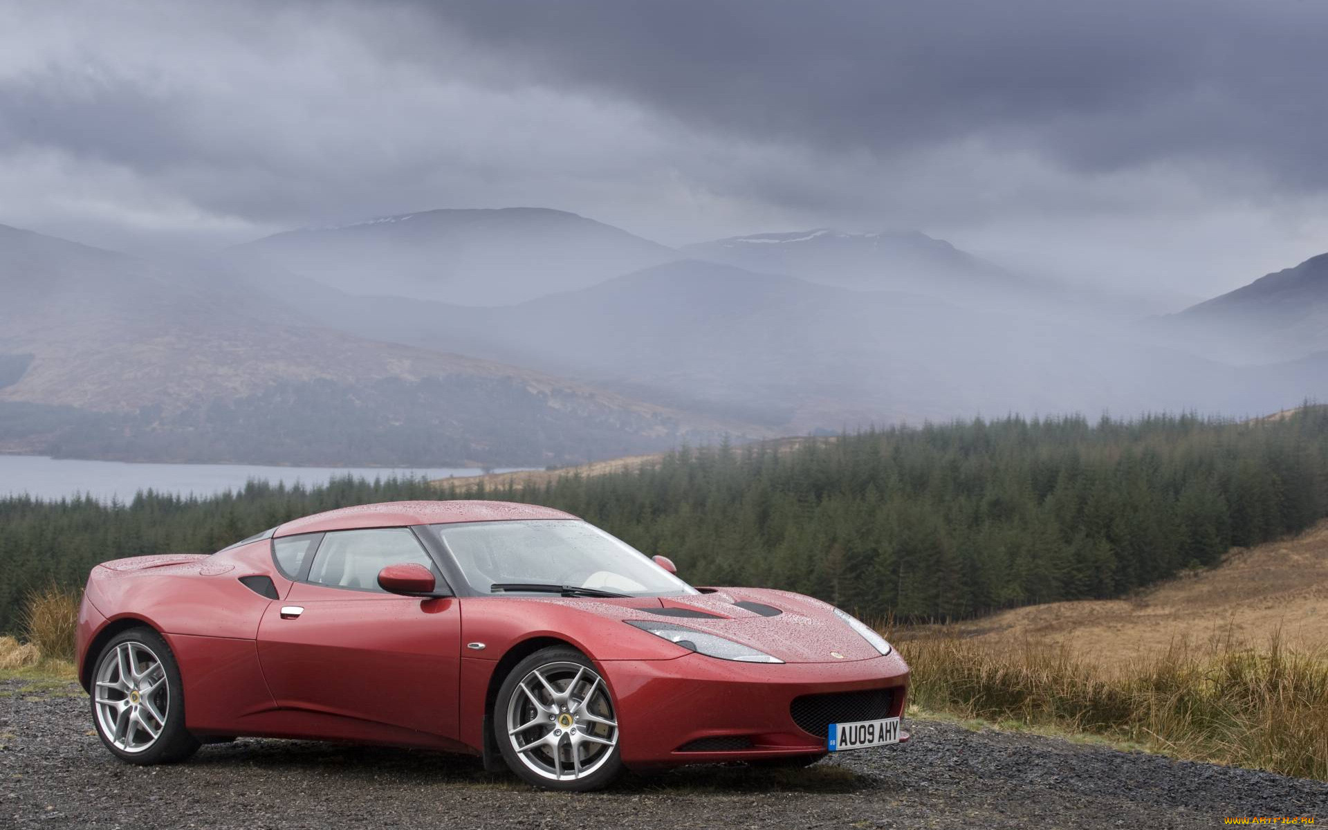 , lotus